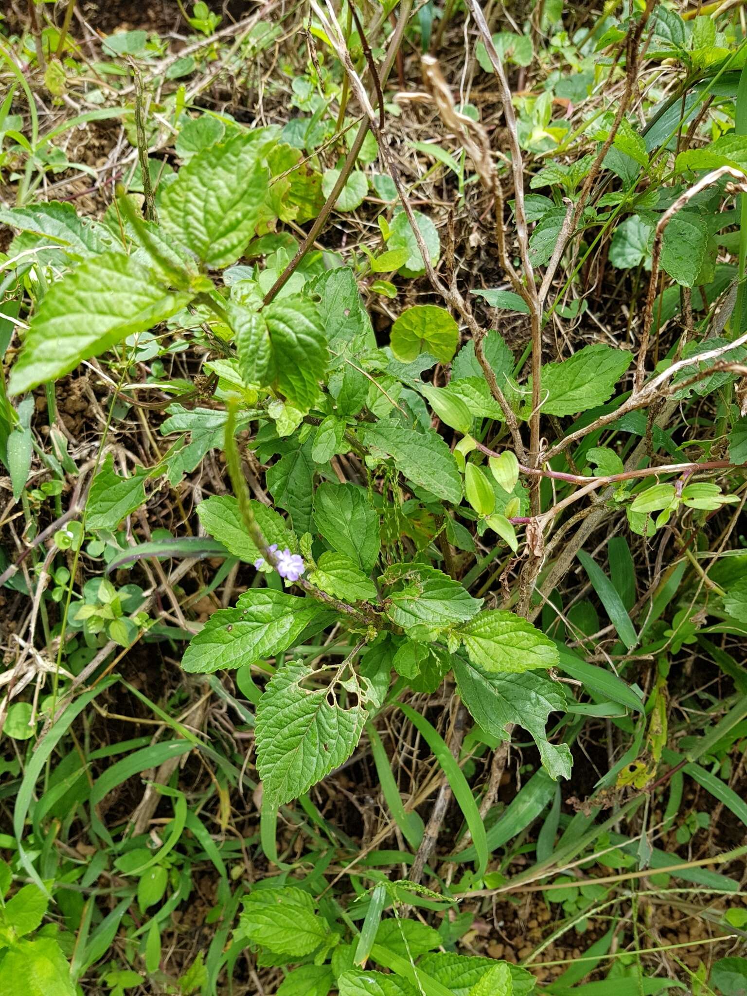 Image of cayenne porterweed