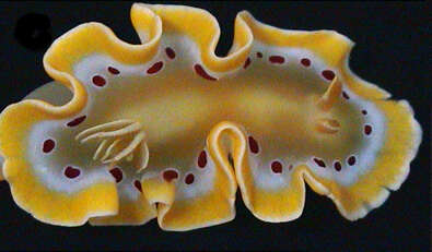 Image of Ardeadoris cruenta (Rudman 1986)