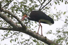 Image of Storm's Stork