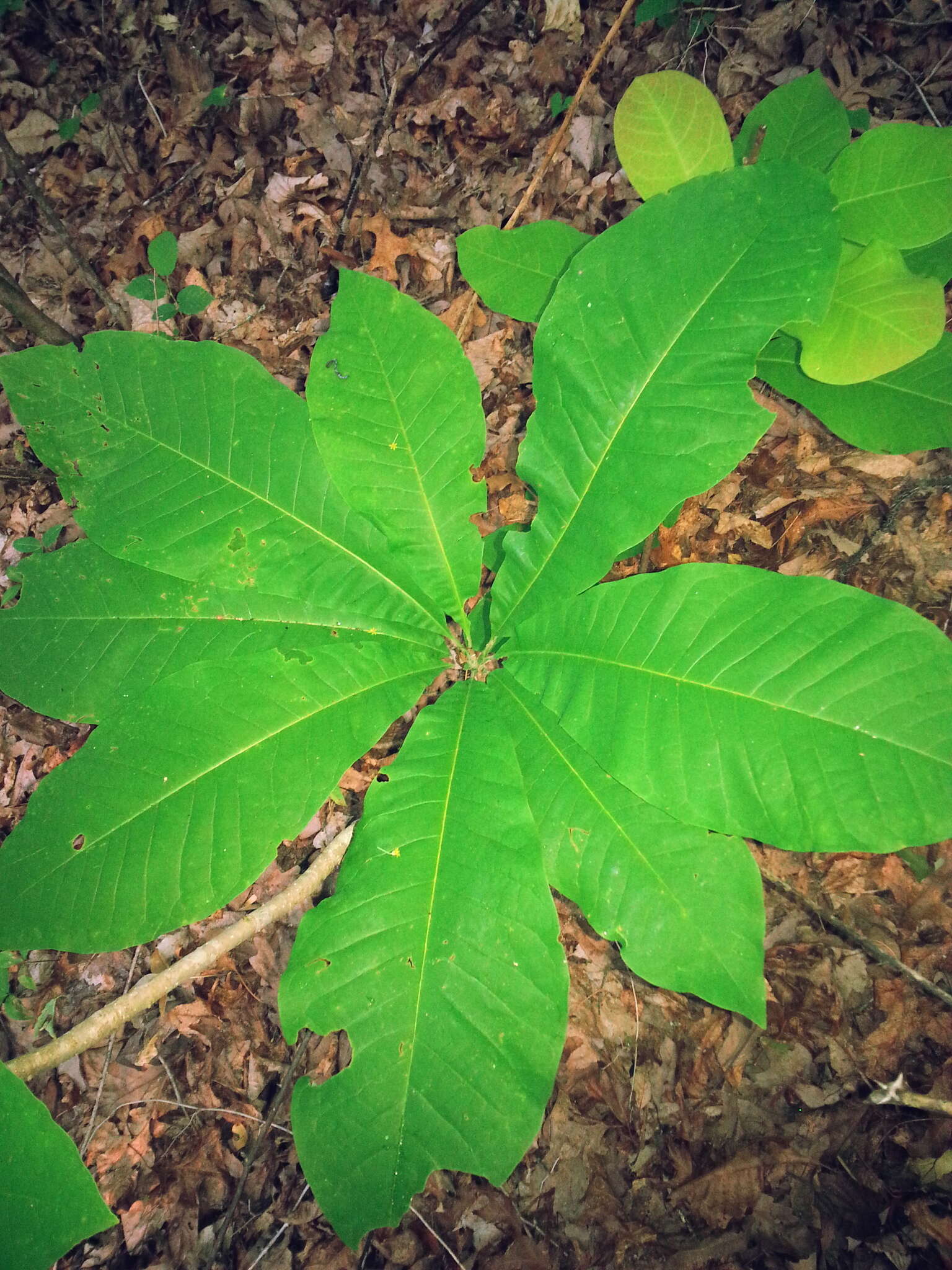 Sivun Magnolia tripetala (L.) L. kuva