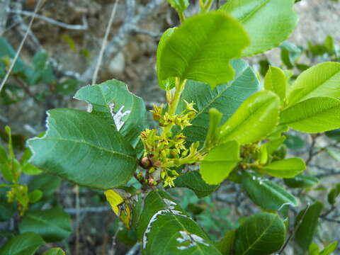 Imagem de Endotropis crocea subsp. pirifolia (Greene) Hauenschild