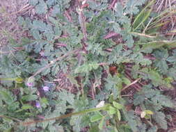 Image of longbeak stork's bill