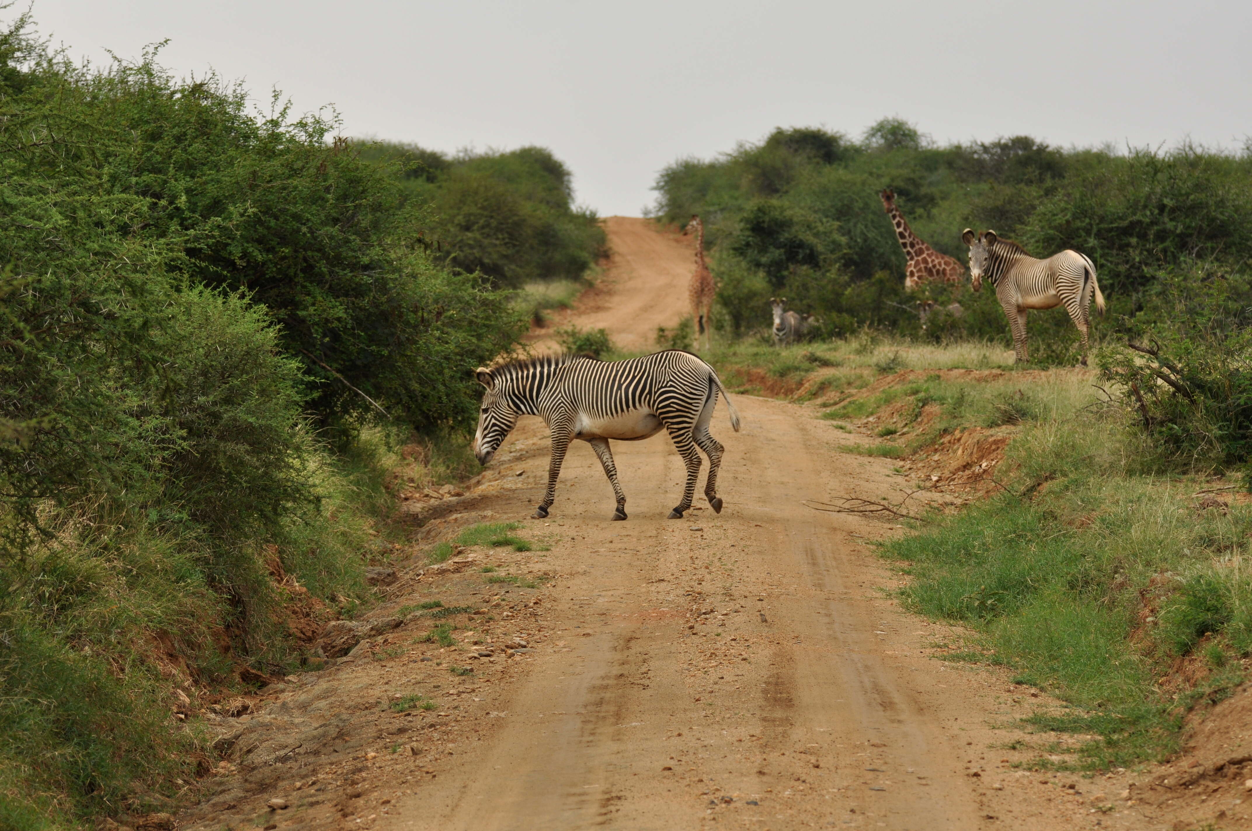 Image of reticulated giraffe