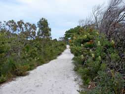 Image of Banksia aemula R. Br.