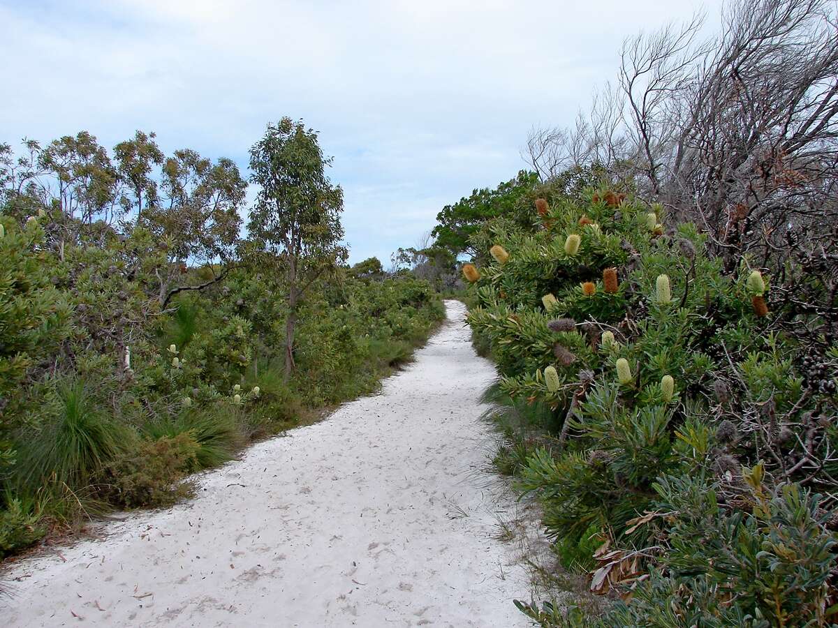 Image of Banksia aemula R. Br.