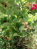 Image of regal pelargonium