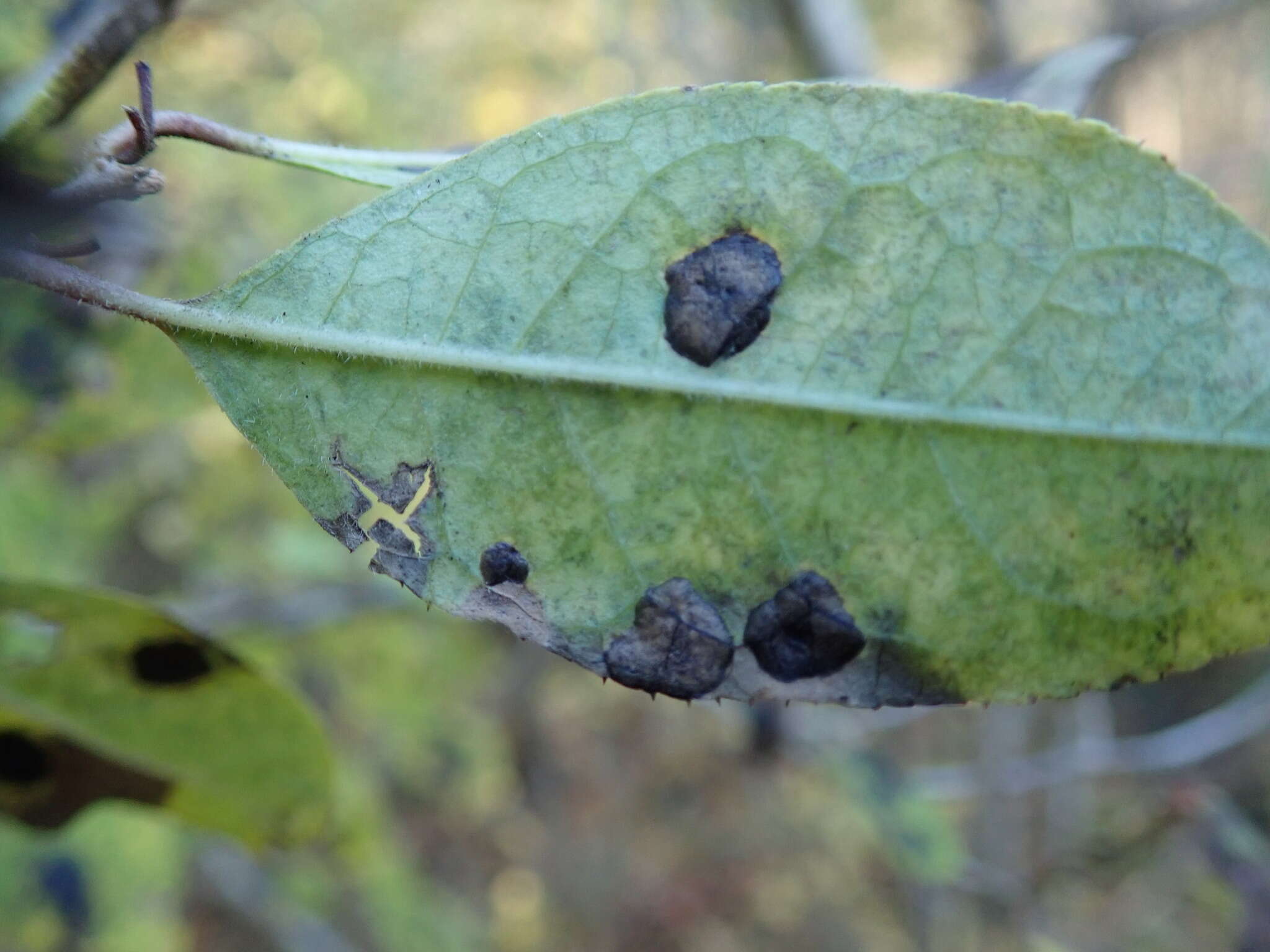 Image of Ilex serrata Thunb.