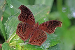 Imagem de Junonia stygia Aurivillius 1894