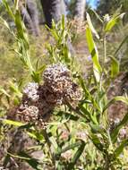 Image of Isopogon sphaerocephalus Lindl.