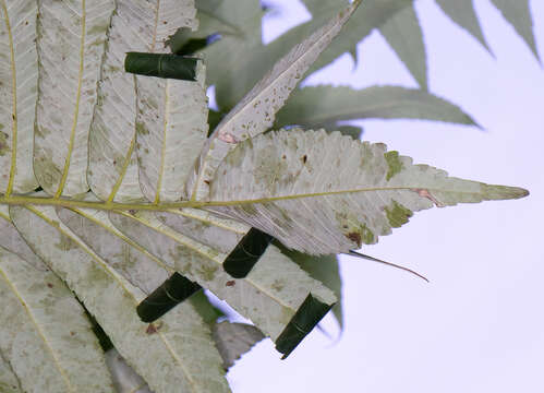 Image of Sumac Leafblotch Miner