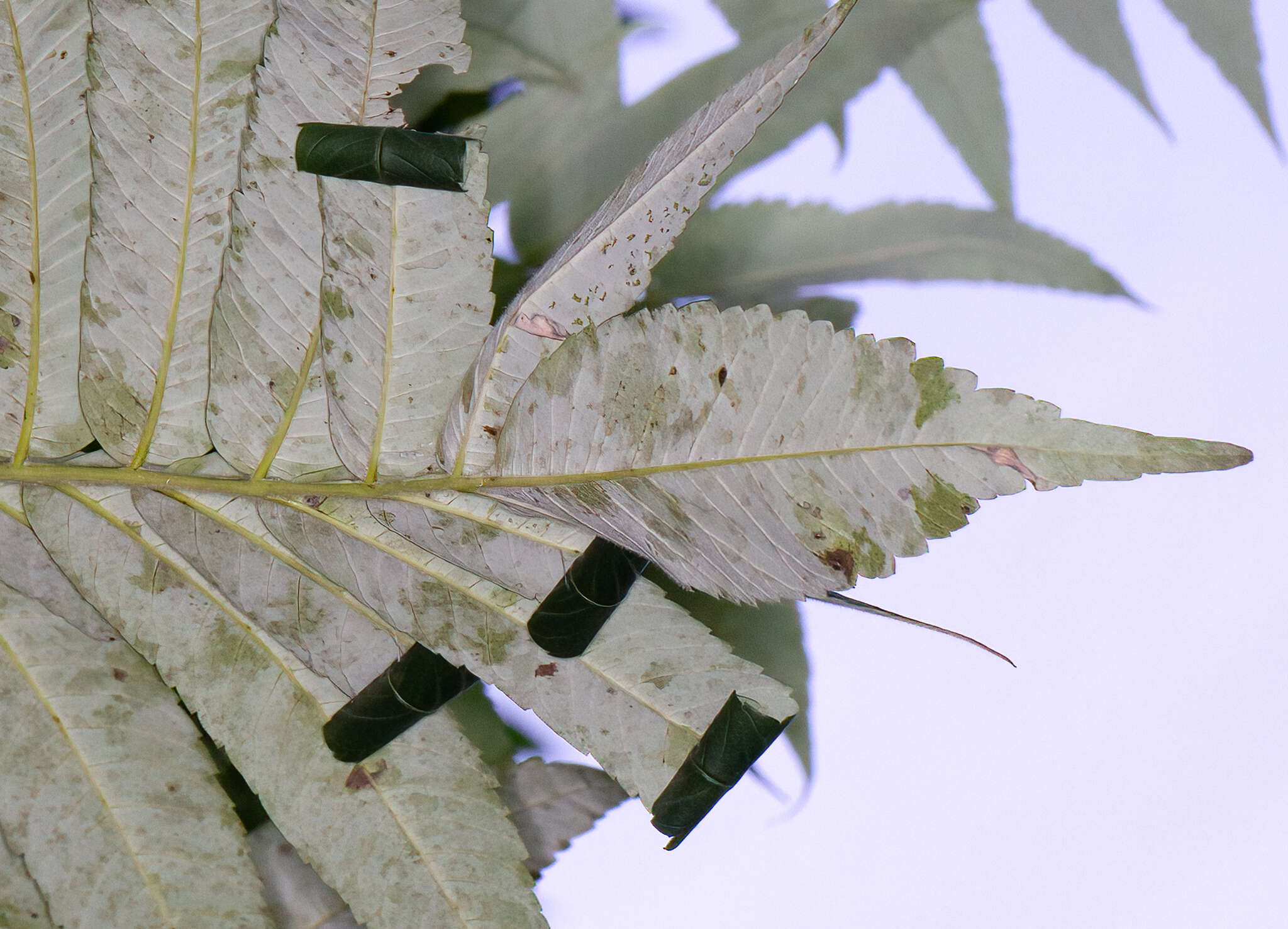 Imagem de Caloptilia rhoifoliella (Chambers 1876)