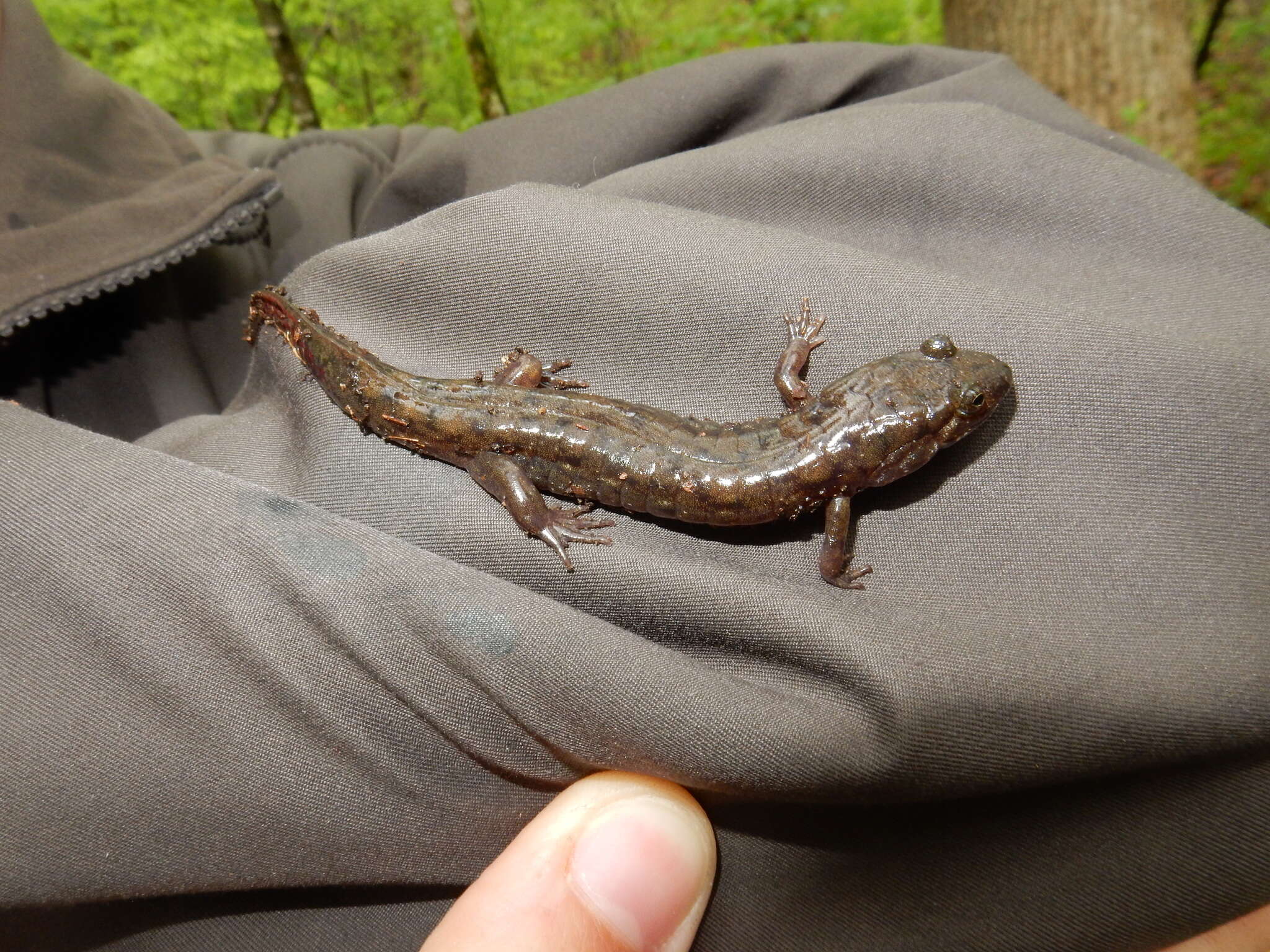 Image of Seal Salamander