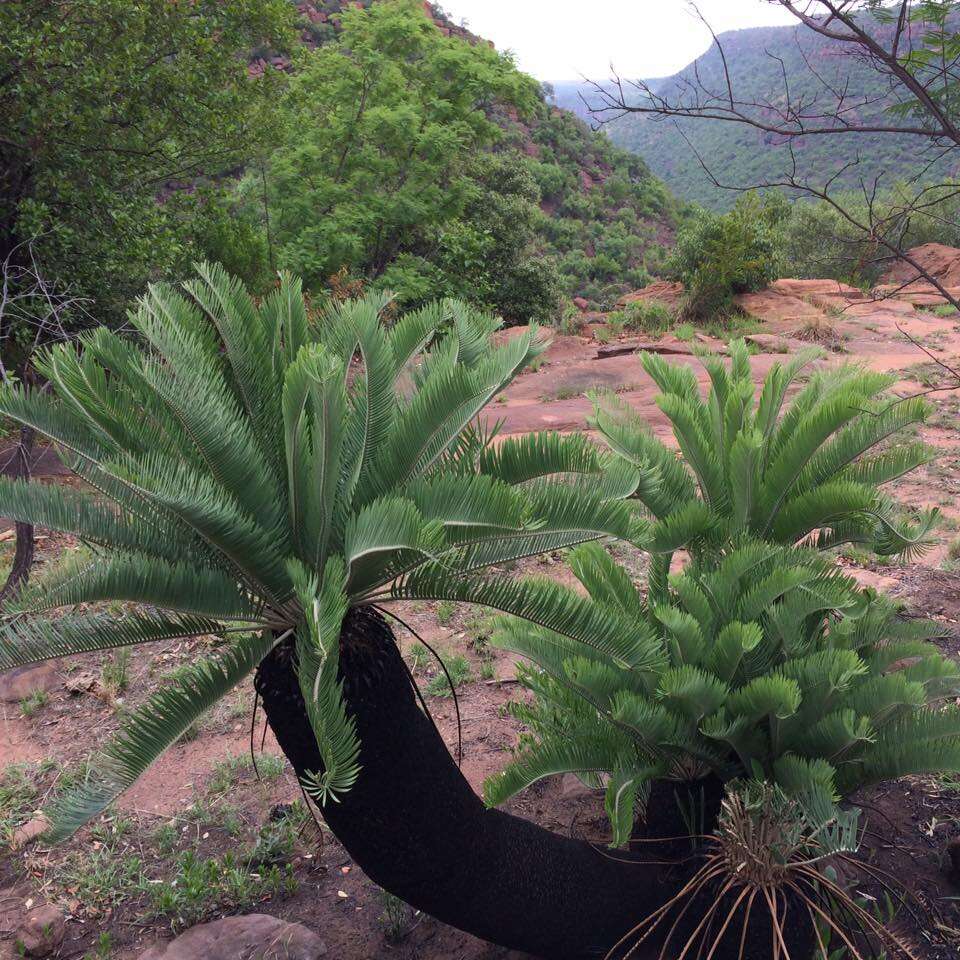 Image of Cycad