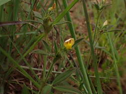 صورة Stylosanthes fruticosa (Retz.) Alston