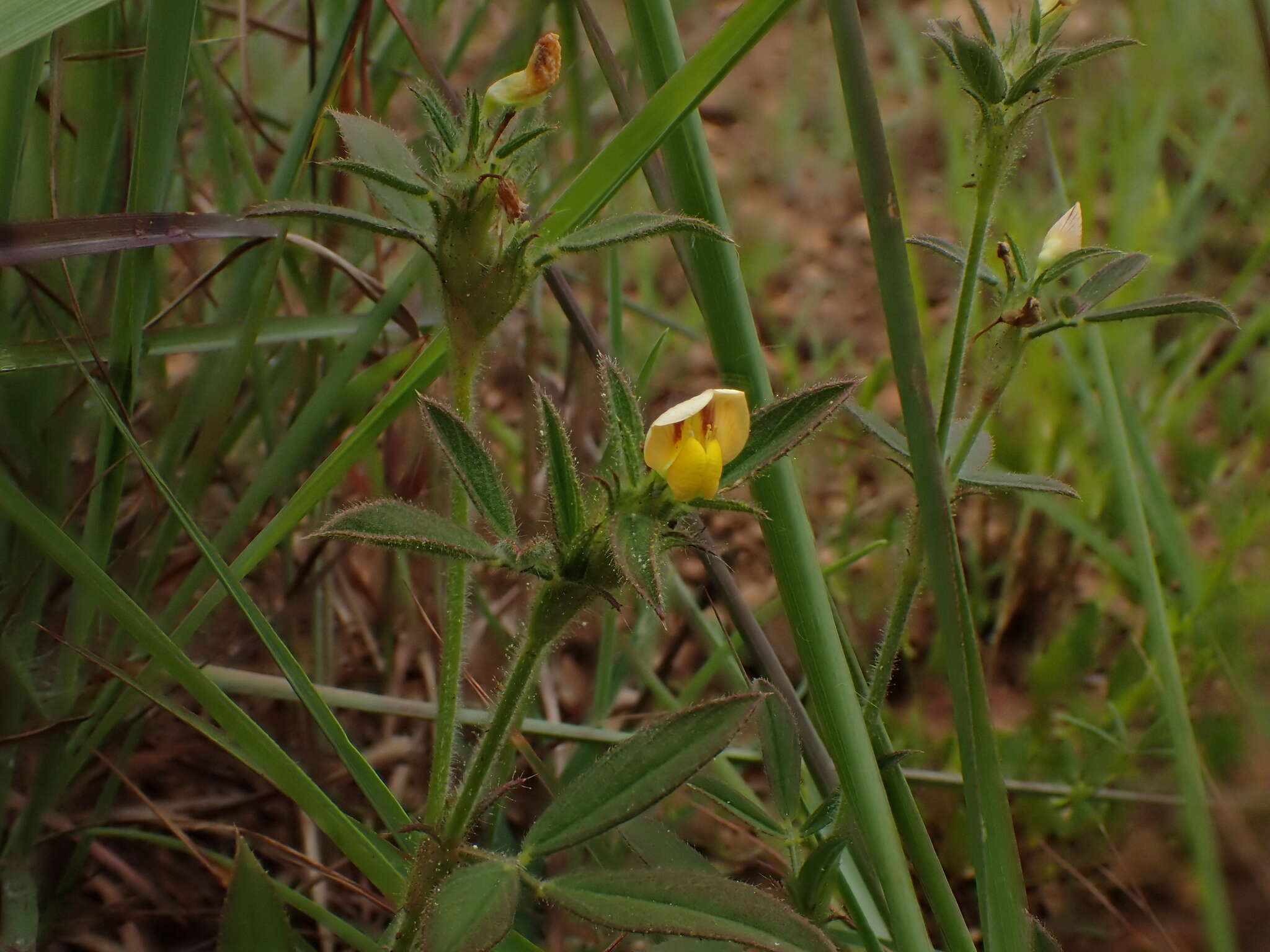 Image of shrubby pencilflower