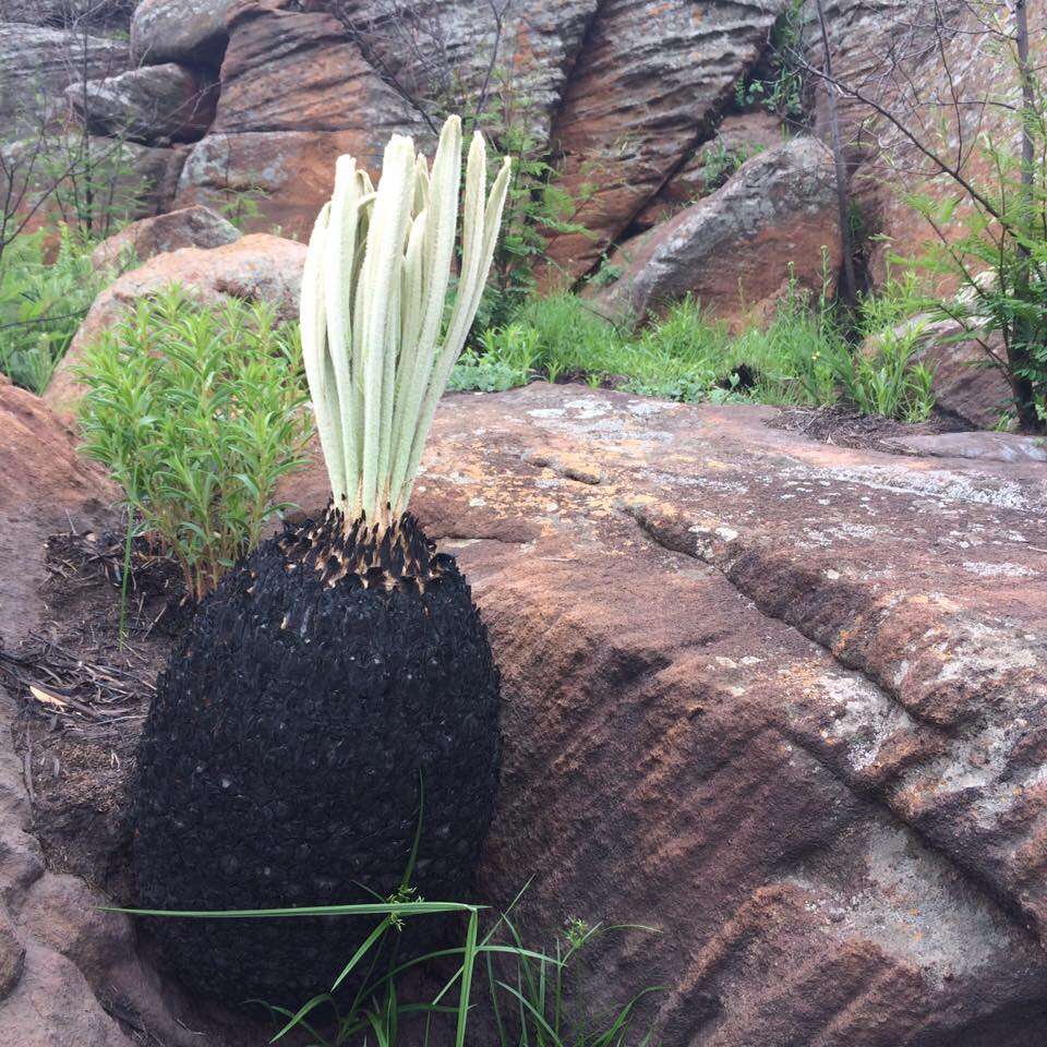 Image of Cycad