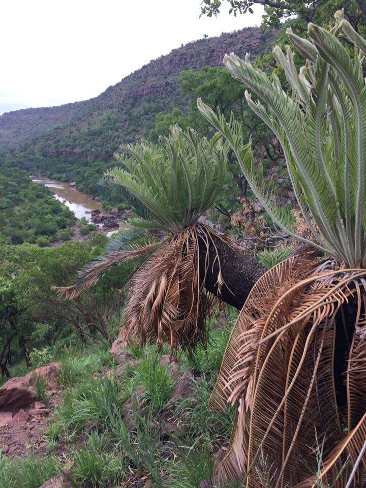 Image of Cycad