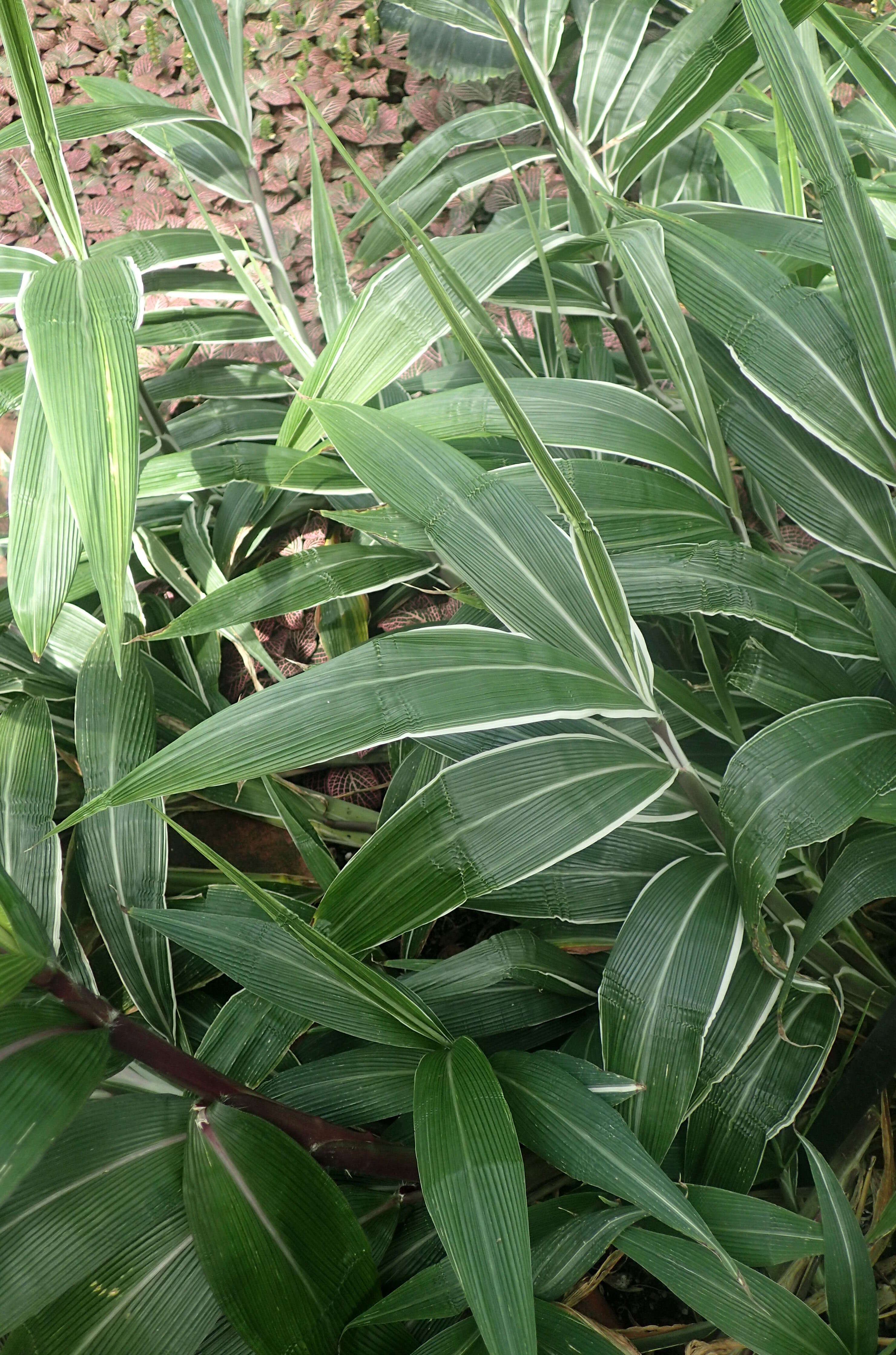 Image of bigleaf bristlegrass