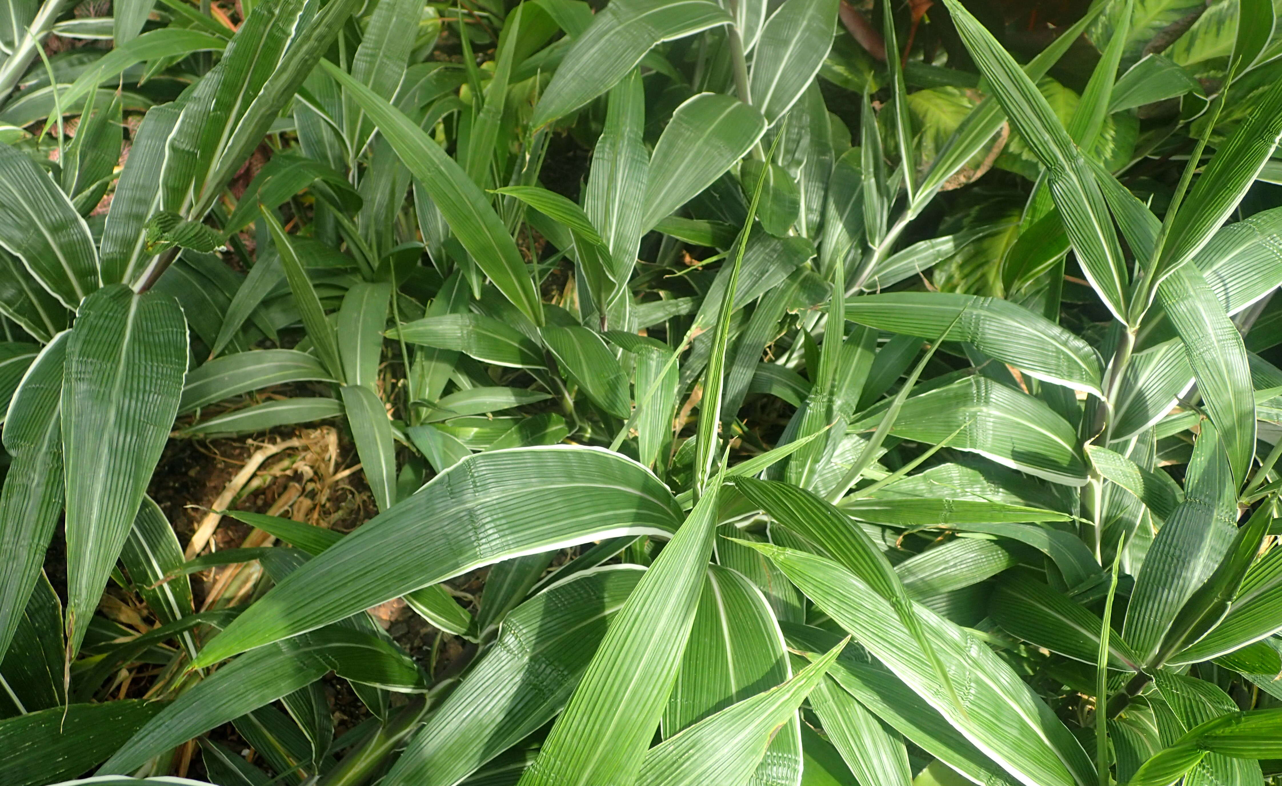 Image de Setaria palmifolia (J. Koenig) Stapf