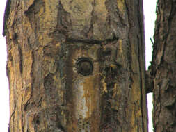 Image of American Flying Squirrels