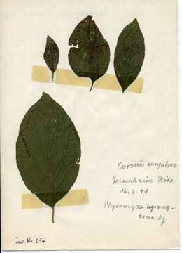 Image of Phytomyza agromyzina Meigen 1830