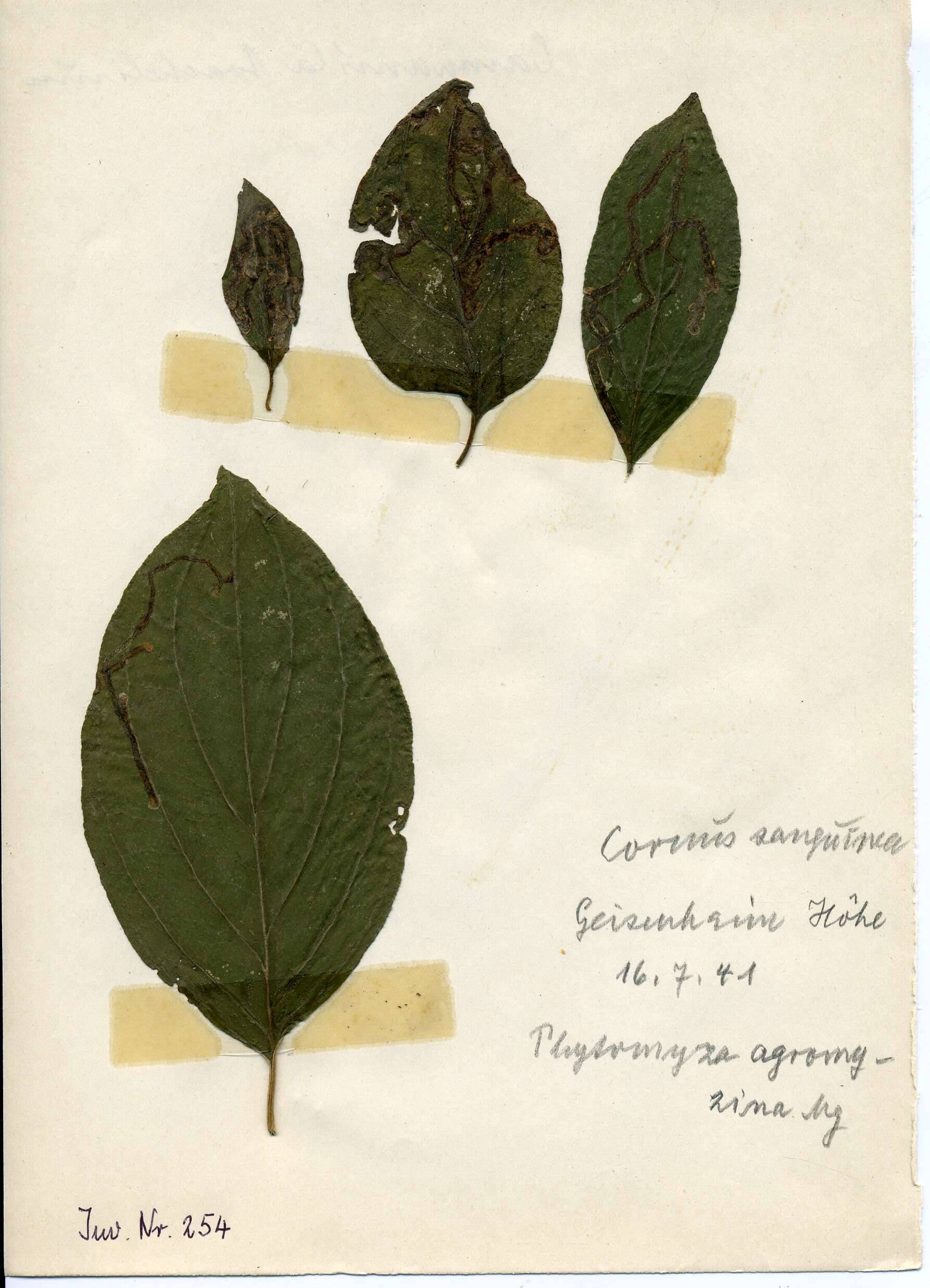 Plancia ëd Phytomyza agromyzina Meigen 1830