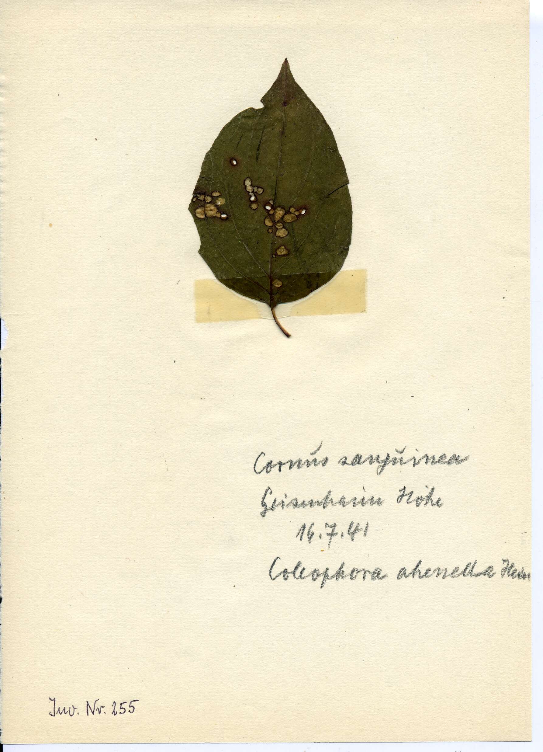 Imagem de Coleophora ahenella Heinemann & Wocke 1877