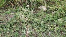 Image of Slender Cudweed