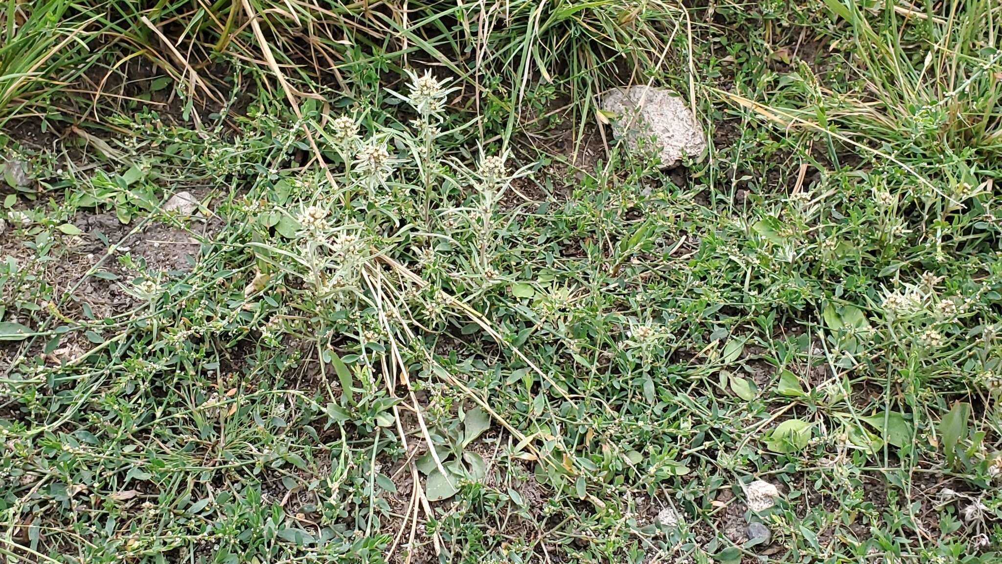 Image of Slender Cudweed