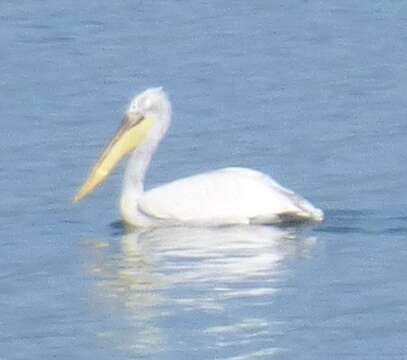 Image of Dalmatian Pelican