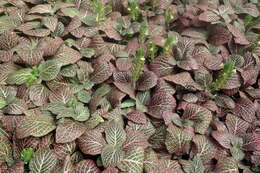 Fittonia albivenis (Lindl. ex Veitch) R. K. Brummitt resmi