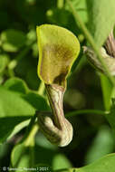 Image de Aristolochia argentina Griseb.