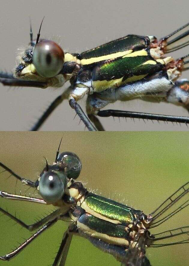 Image of Drakensberg Malachite