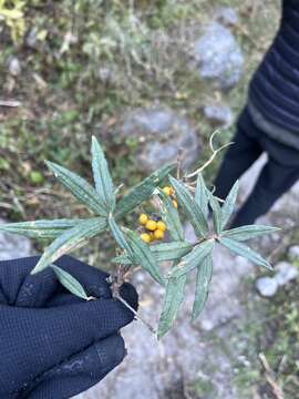 Image de Hippophae salicifolia D. Don