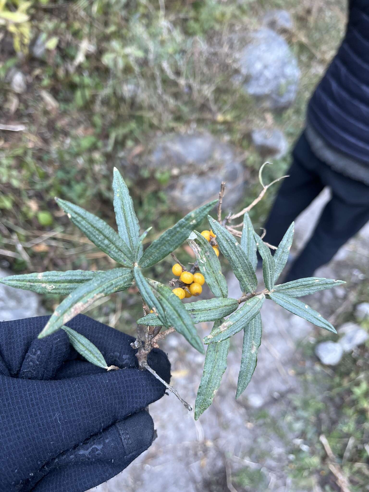 Image of Hippophae salicifolia D. Don