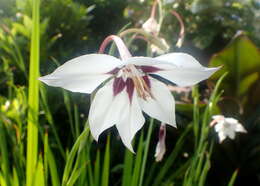 Image of Gladiolus murielae Kelway