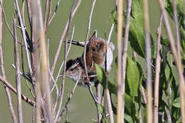 Image of Marsh Wren