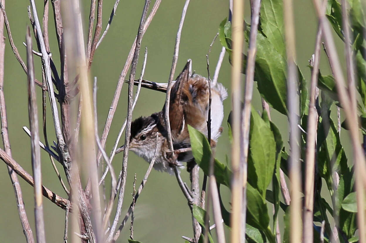 Image of Marsh Wren