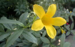 Image of bush allamanda