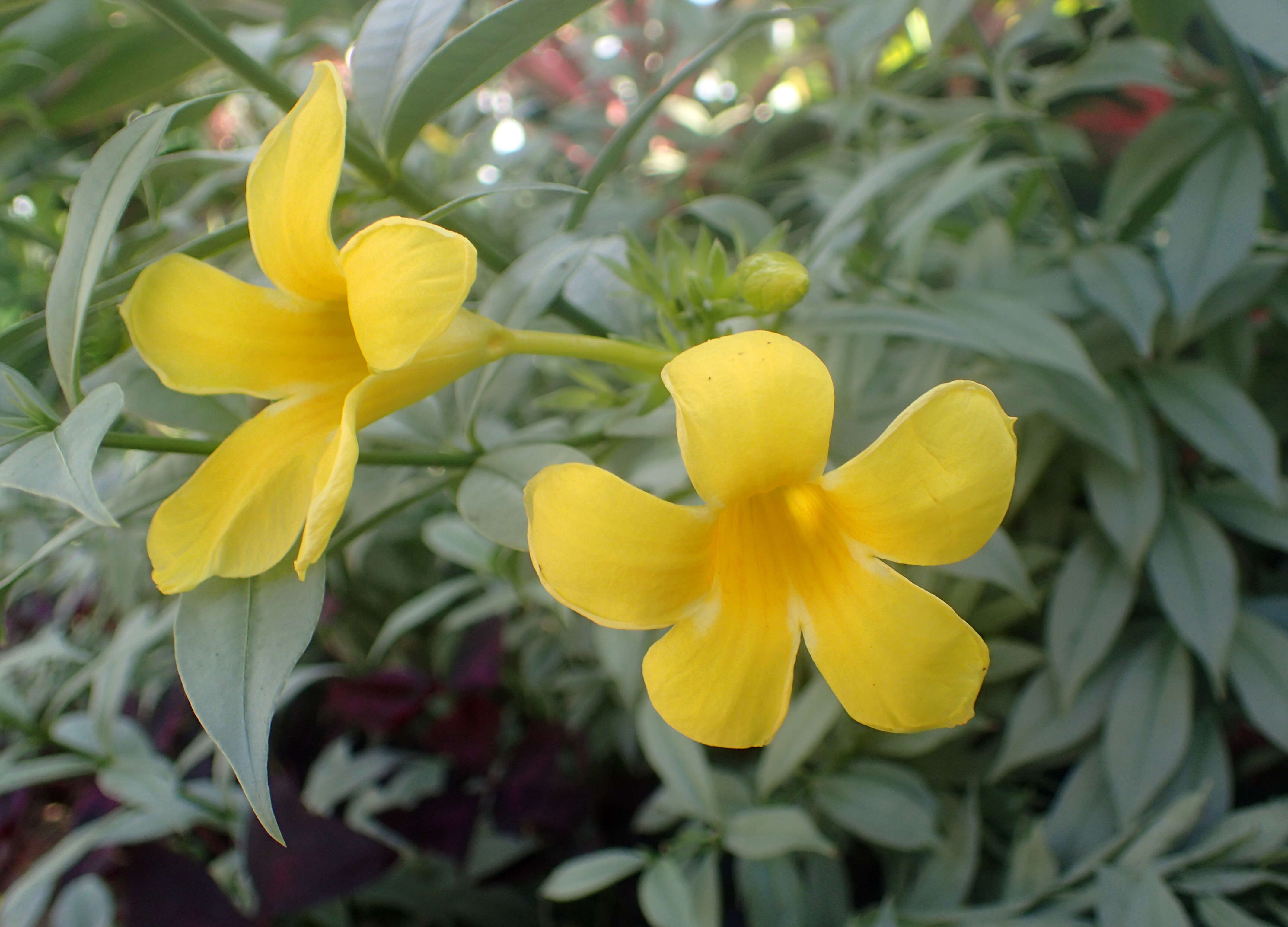 Image of bush allamanda