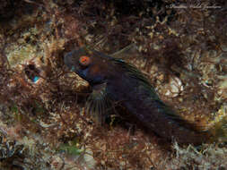 Image of Seaweed Blenny