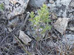 Hedeoma reverchonii (A. Gray) A. Gray resmi