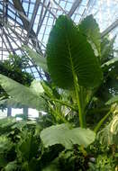 Imagem de Alocasia macrorrhizos (L.) G. Don