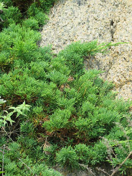 Image of Juniperus sabina var. dauurica