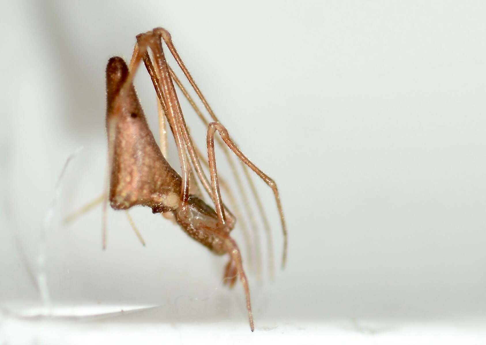 Image of Rhomphaea urquharti (Bryant 1933)