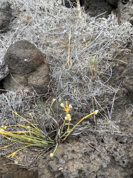 Image of Lithophila radicata (Hook. fil.) Standl.