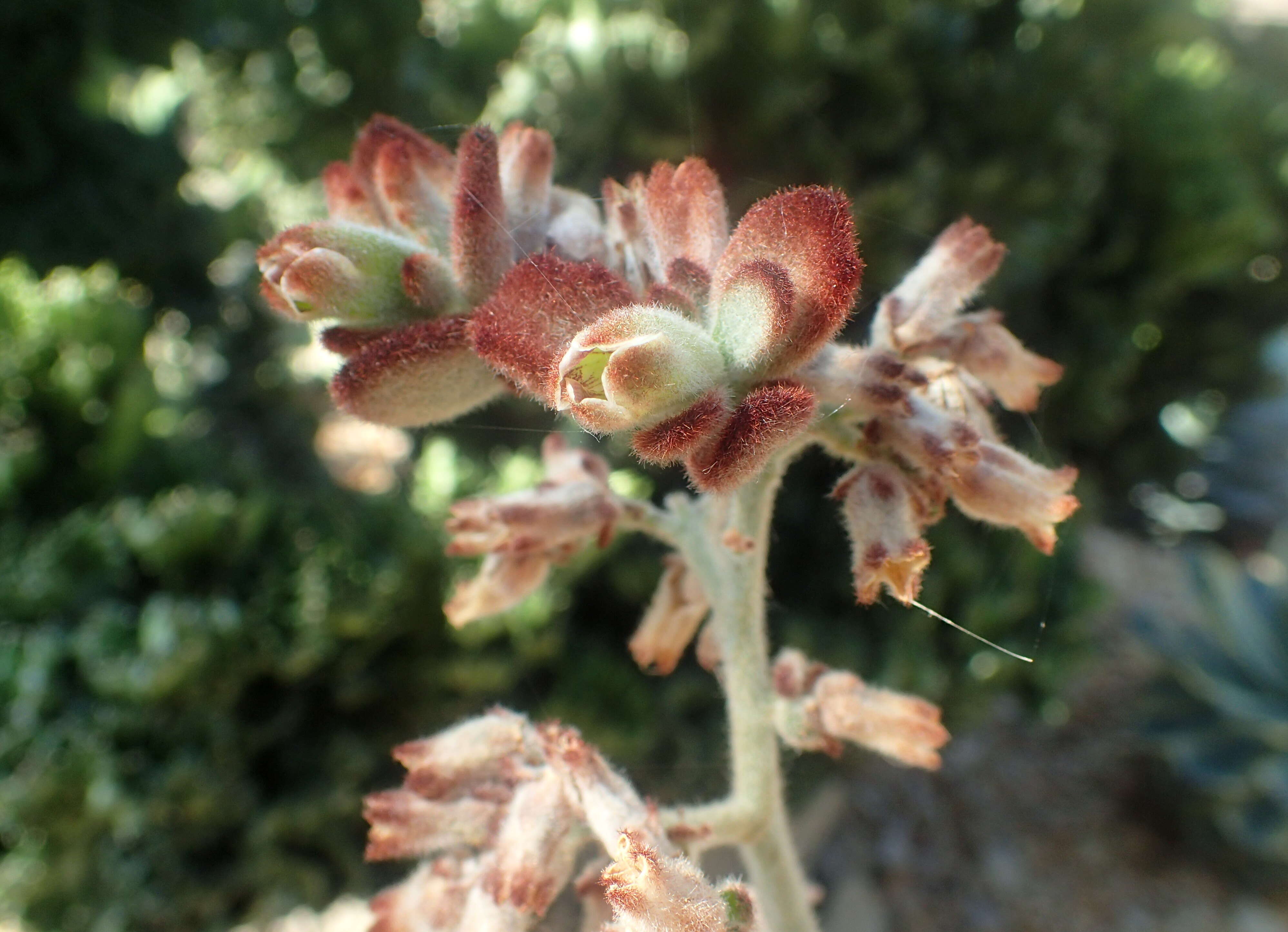 Image of Kalanchoe tomentosa Baker