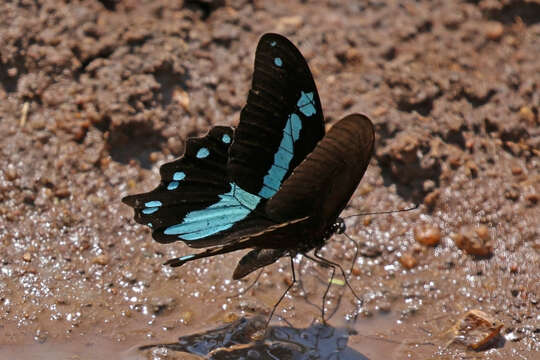 Image of greenbanded swallowtail