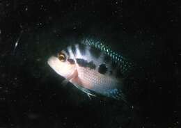 Image of Red breast cichlid