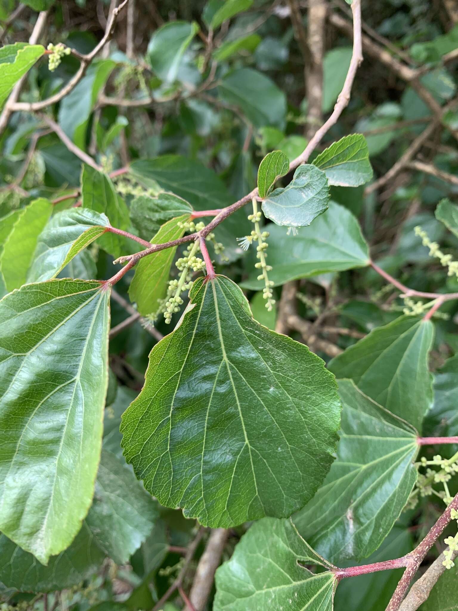 Image of Mulberry leaf